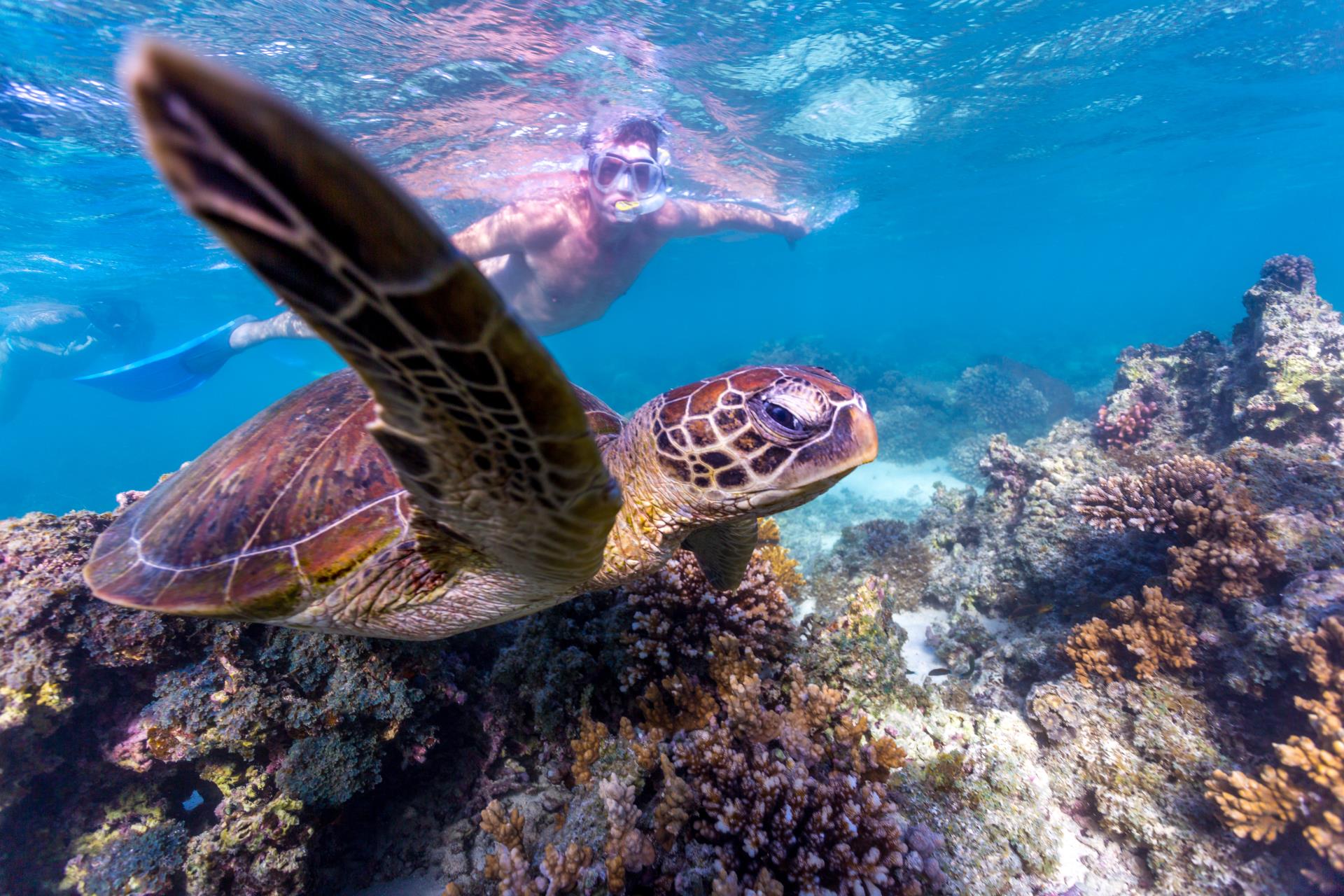 Turtle Turquoise Bay
