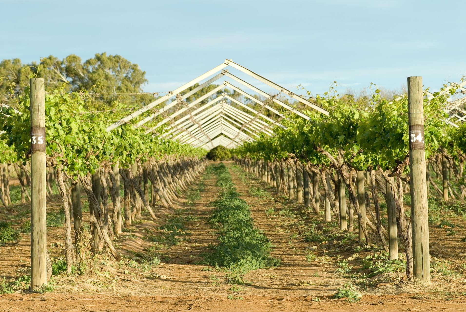 Carnarvon grape plantation