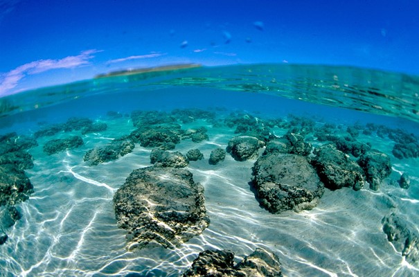 Shark Bay - Stromatolites